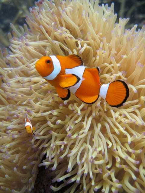 Full-Day Guided Snorkeling Tour from Kota Kinabalu - Two or three snorkeling sessions, depending on the day