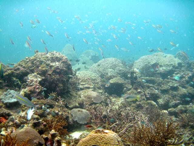 Full-Day Guided Snorkeling Tour from Kota Kinabalu - What you might see beneath the surface