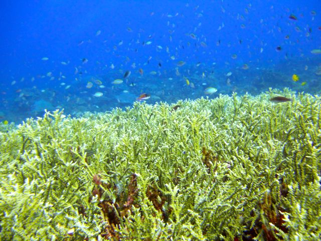 Full-Day Guided Snorkeling Tour from Kota Kinabalu - An island lunch with a little breathing room