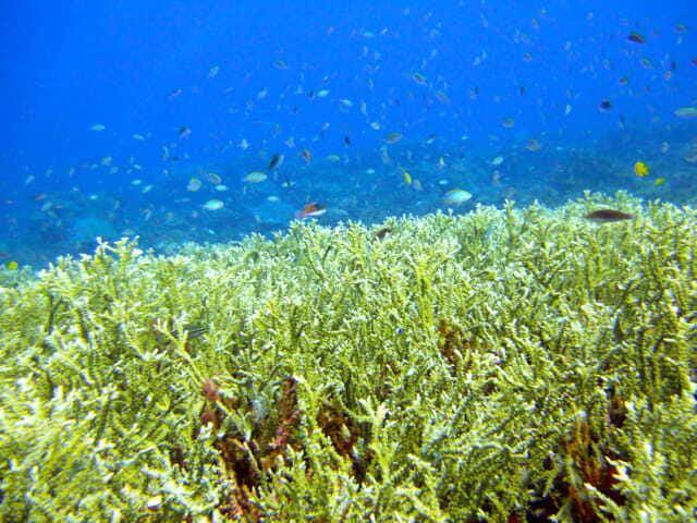 Full-Day Guided Snorkeling Tour from Kota Kinabalu - Why the Coral Triangle setting matters