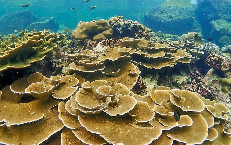 Full-Day Koh Lipe 5 points Snorkeling (East Zone) with Lunch - A low-cost route through Koh Lipe’s East Zone