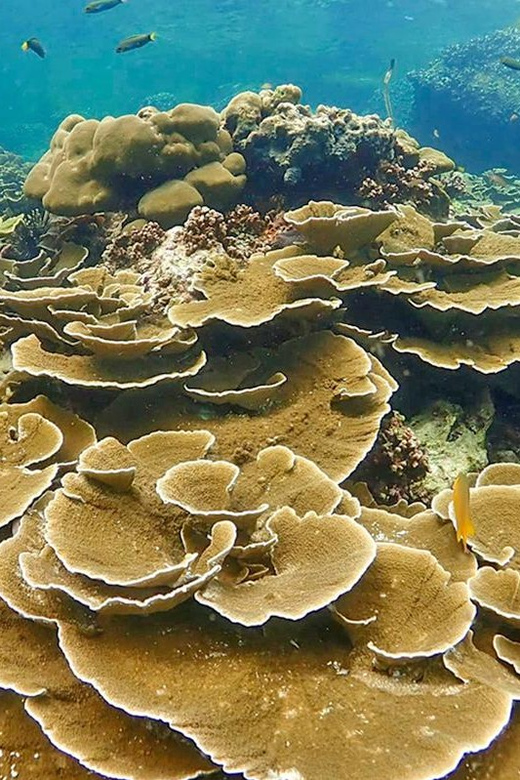 Full-Day Koh Lipe 5 points Snorkeling (East Zone) with Lunch - Koh Usen at 11:00 a.m.: Coral close to Koh Lipe