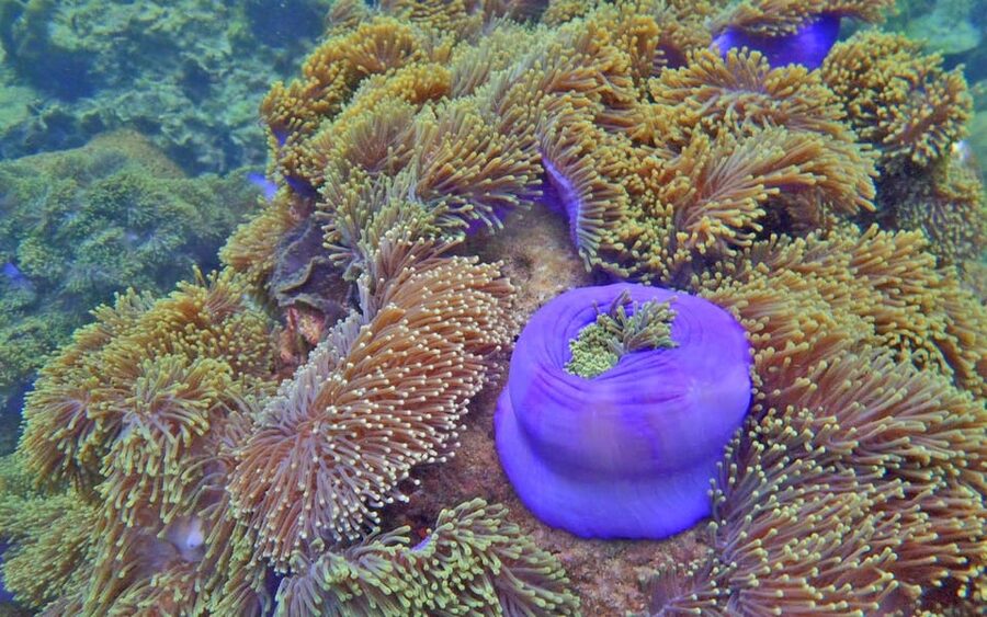 Full-Day Koh Lipe 5 points Snorkeling (East Zone) with Lunch - What the $28 price really covers