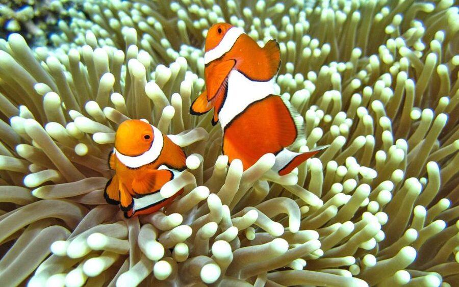 Full-Day Koh Lipe 7 points Snorkeling Experience with Lunch - Koh Hin Ngam and Koh Hin Son: rocks with a story
