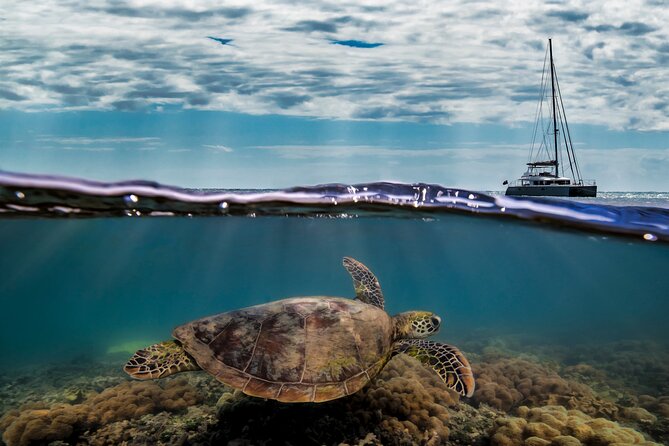 Full Day Low Isles Sailing & Snorkelling Cruise from Port Douglas - The EV Discovery glass-bottom boat