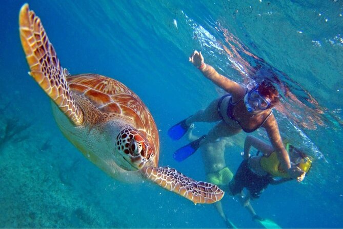 Full Day Oahu Circle Island -Turtle Beach Snorkel at North Shore - Key points at a glance