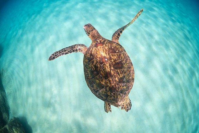 Full Day Oahu Circle Island -Turtle Beach Snorkel at North Shore - Why the turtle stop gives this day its focus