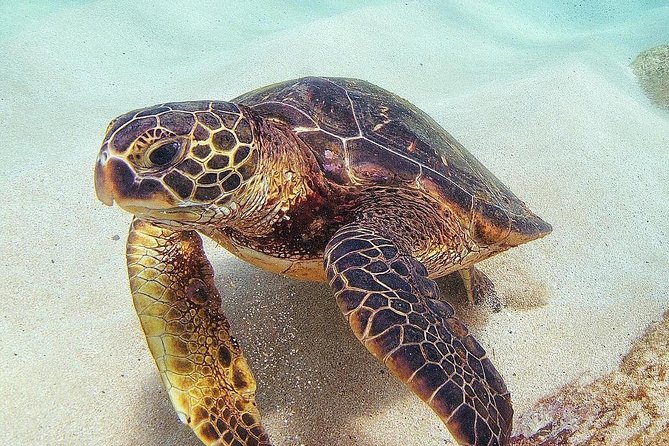 Full Day Oahu Circle Island -Turtle Beach Snorkel at North Shore - Diamond Head and the Amelia Earhart Lookout