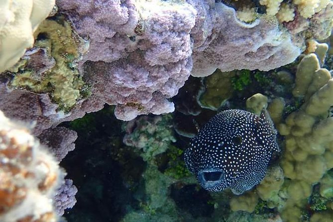 Full-Day Private Boat Tour of Bora Bora Lagoon with Snorkel - Weather, Cancellation, and Planning Ahead