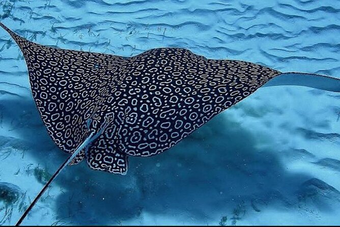 Full-Day Snorkeling Tour to Culebra Island with Lunch - Lunch, drinks, and paddleboards add real value