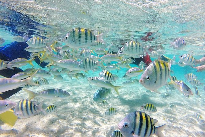 Full-Day Tour to Punta Rucia and Cayo Arena with Snorkeling - The real reward is Cayo Arena
