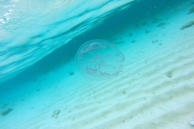 Full-Day Tour to Punta Rucia and Cayo Arena with Snorkeling - Three hours around Cayo Arena and the mangroves