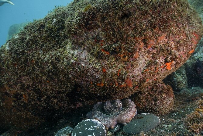 Funchal: Snorkeling Adventure in Eco-Park / Shore or by Boat - Fish, crabs, and the occasional octopus