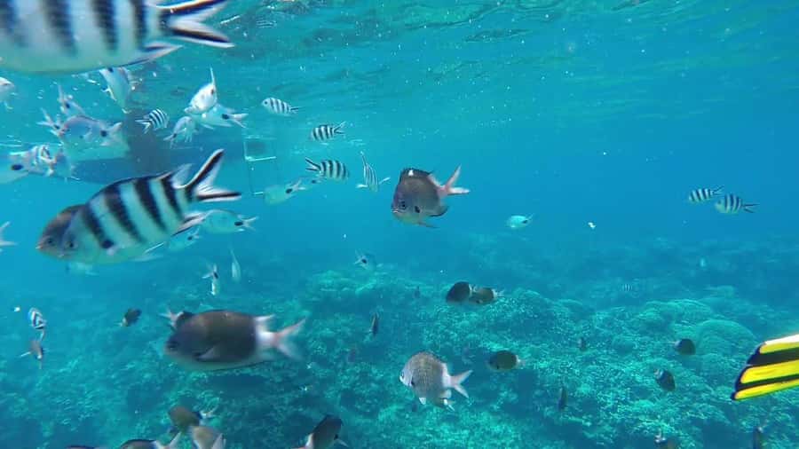 GBaie: 3 North Islands Cruise, Lunch & CoindeMire Snorkeling - Barbecue lunch on the catamaran