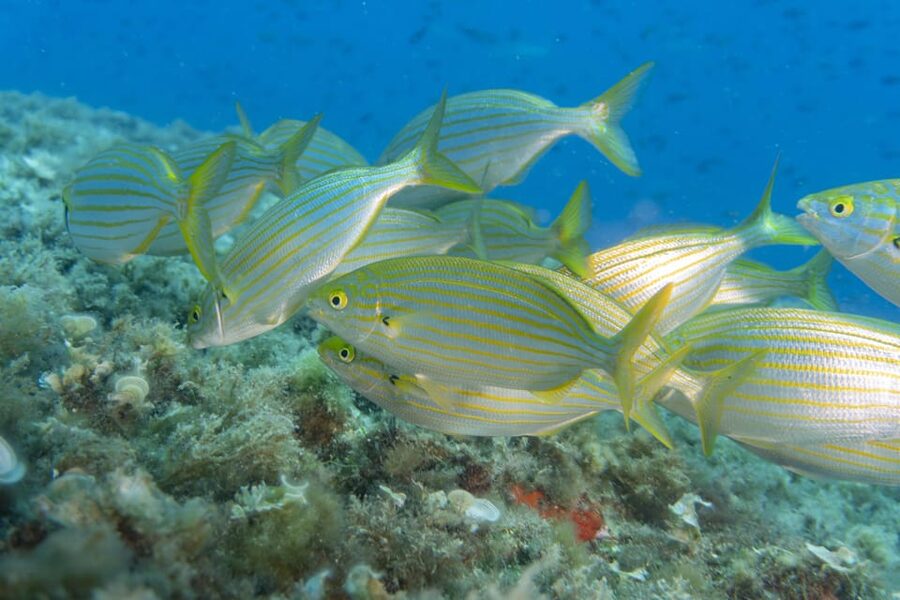 Genoa: snorkeling a stone's throw from downtown - The 15 minute safety briefing
