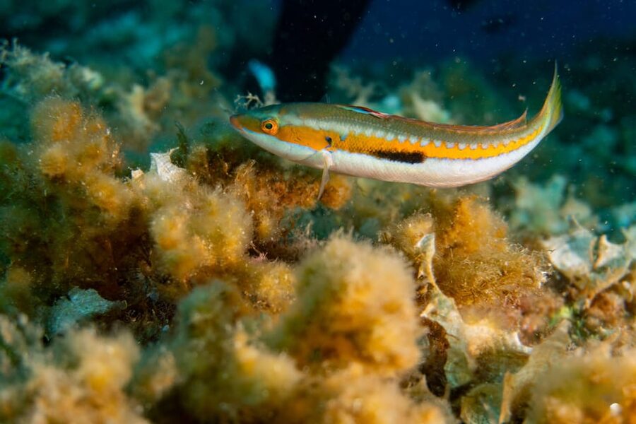 Genoa: snorkeling a stone's throw from downtown - Meeting your guide at Bagni Liggia