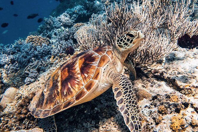 Gili Air: Snorkeling 3 Gili Islands with GoPro Camera - An hour on Gili Meno