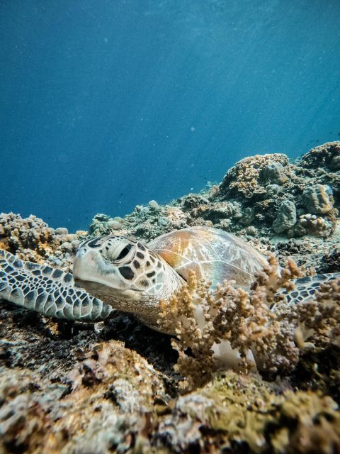 Gili Islands: Group or Private Snorkeling Tour with GoPro - Getting ready at Sama Sama Reggae Bar