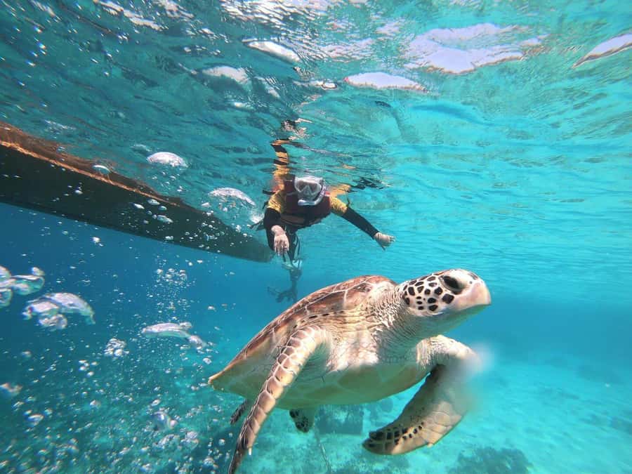 Gili Islands: Private or Shared Snorkeling Boat Trip - Coral gardens and the extra Gili Air stop