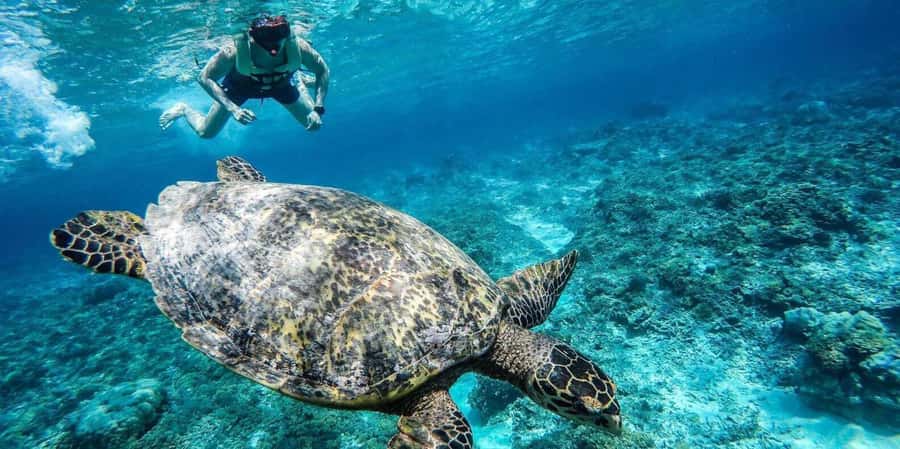 Gili Islands: Underwater Statues Cruise and Snorkeling - The underwater statues at Gili Meno