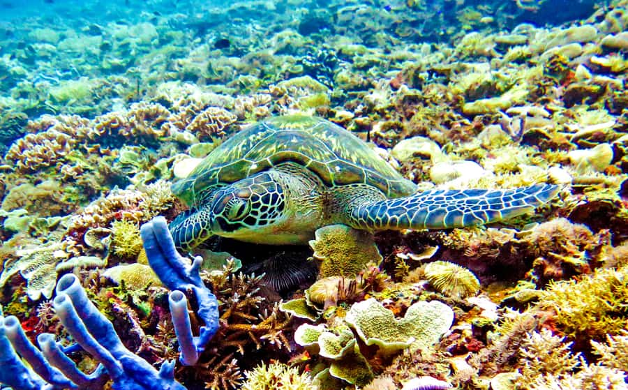 Gili Islands: Underwater Statues Cruise and Snorkeling - Turtle Point and the search for sea turtles