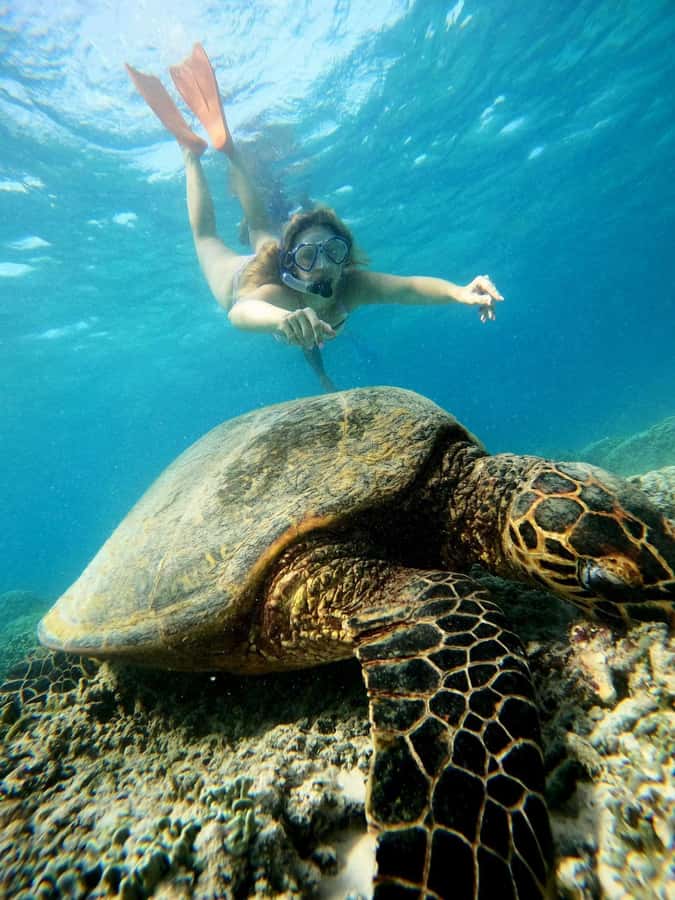 Gili Snorkeling Tour With GO PRO Documentation - What the Gili T snorkeling trip is really like