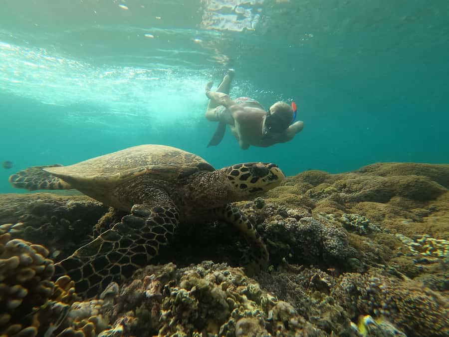 Gili Snorkeling Tour With GO PRO Documentation - Gili Meno’s underwater statue