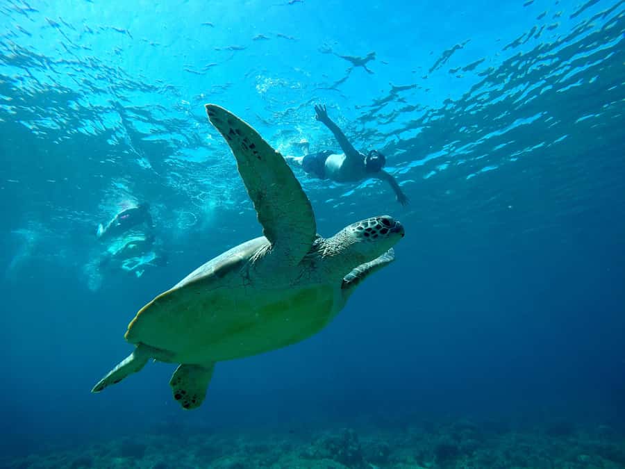 Gili Snorkeling Tour With GO PRO Documentation - How the GoPro changes the value