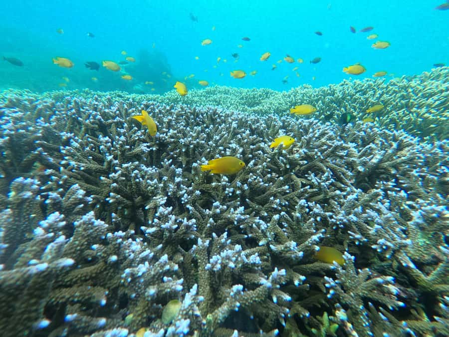 Gili Snorkeling Tour With GO PRO Documentation - Turtle Point and the search for sea turtles