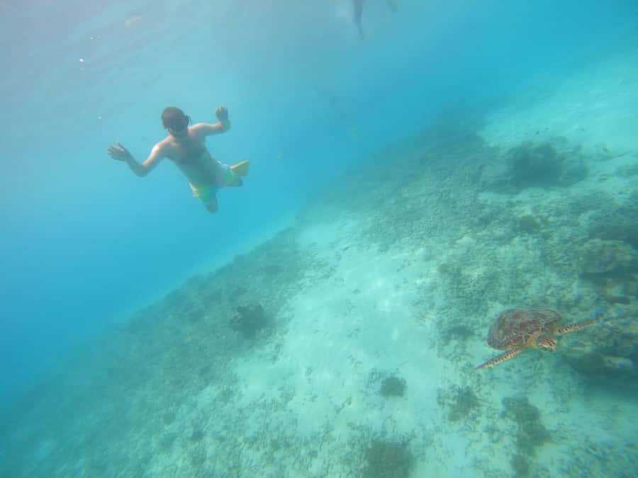 Gili T Island: Gili Snorkeling Day Trip Swim With Turtles - Key points to know before booking