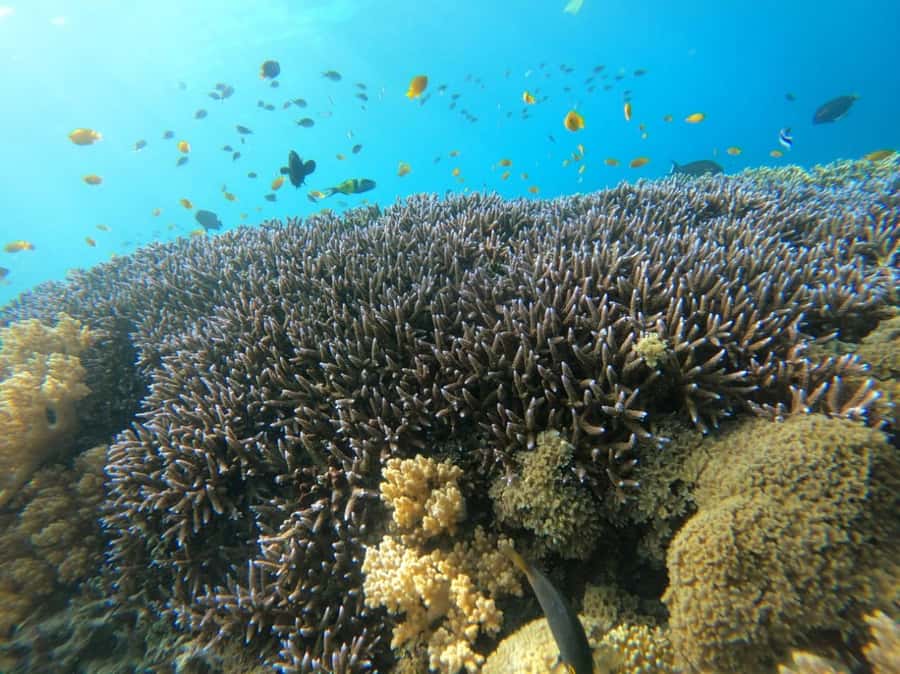 Gili T Island: Gili Snorkeling Day Trip Swim With Turtles - Underwater sculptures bring a different view