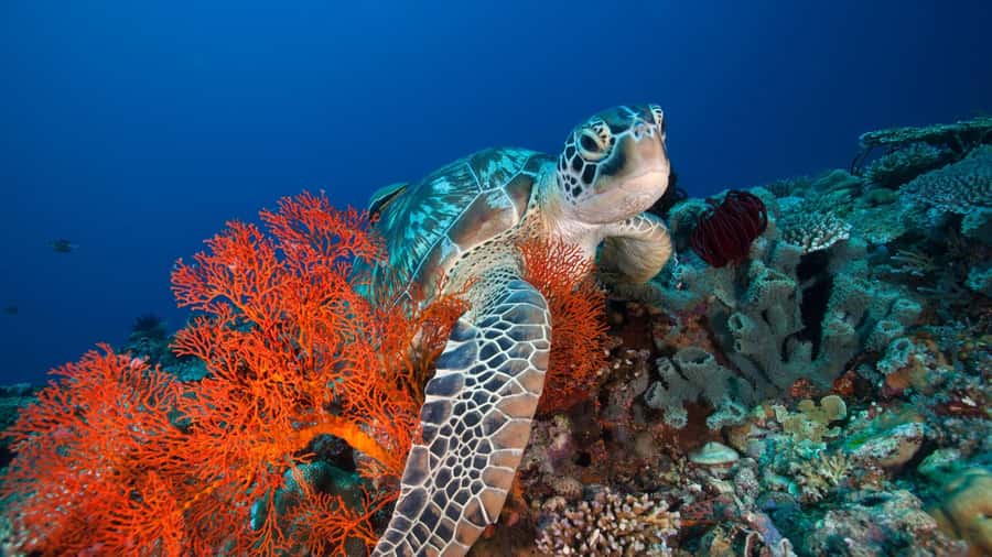Gili Trawangan: 3-Gili Islands Snorkel Sunset Cruise w/ BBQ - Gili Meno and the underwater statues