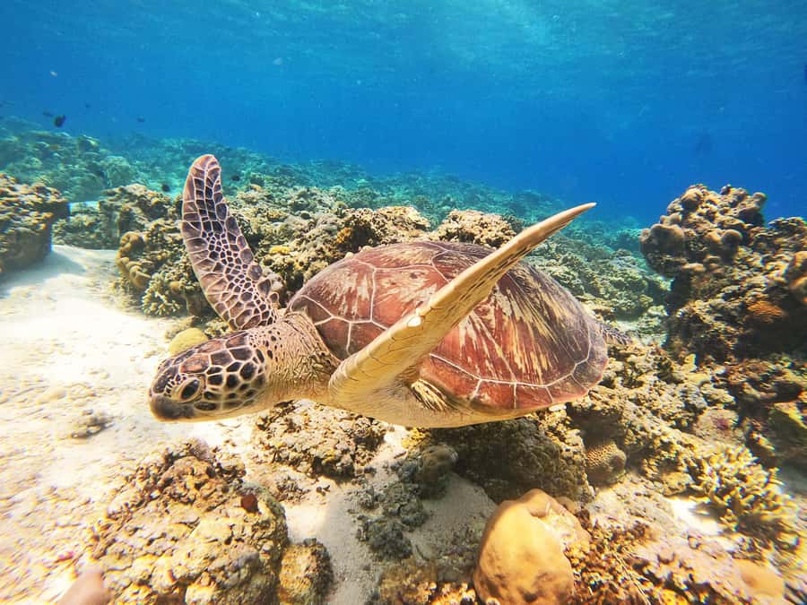 Gili Trawangan: Gili Islands Sunset Boat Tour and Snorkeling - Gili Trawangan Sunset Boat Tour at a Glance