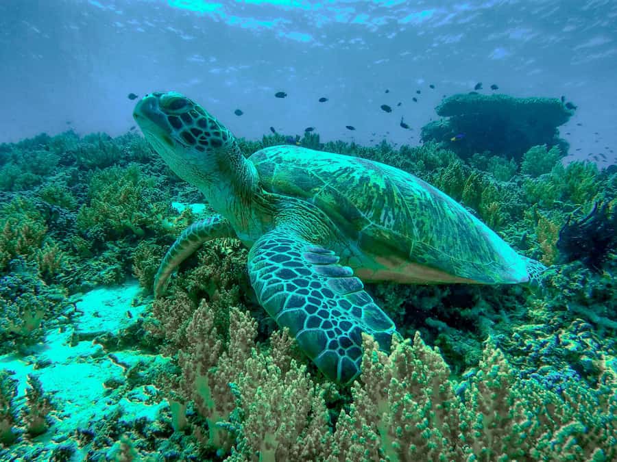 Gili Trawangan: Gili Islands Sunset Boat Tour and Snorkeling - What the Glass-Bottom Boat Is Really Like