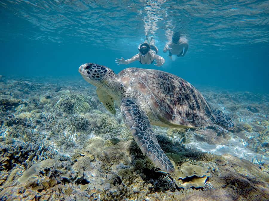 Gili Trawangan : Half Day Snorkeling with Turtle and Statue - What this Gili Trawangan boat trip actually offers