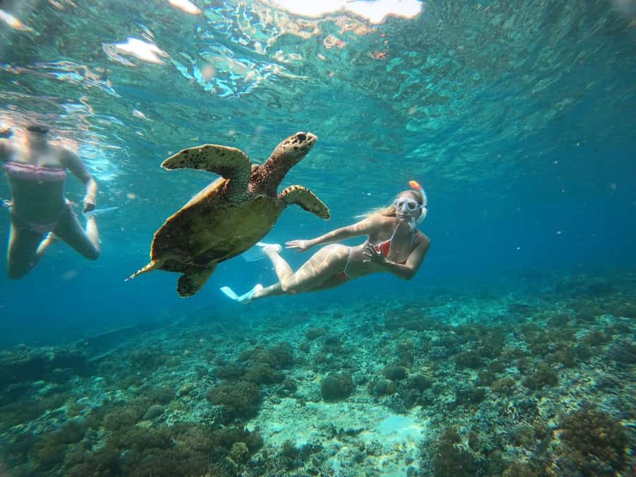 Gili Trawangan: Private Snorkeling 4 Spots Turtle with Gopro - Blue Coral and Coral Garden