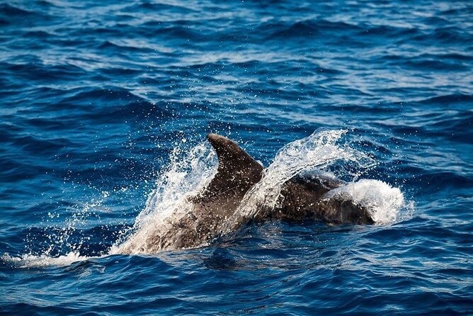 Glass Bottom Boat Tour & Snorkeling in São Miguel, Azores - Seeing Vila Franca do Campo Islet from the glass-bottom boat