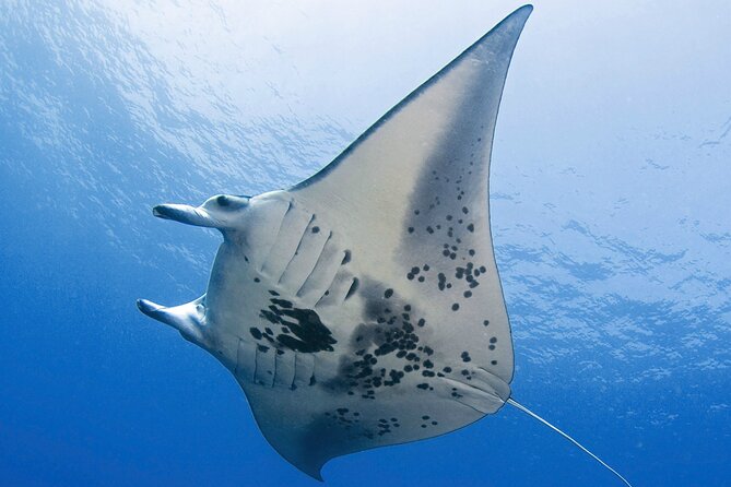 Glow of the Deep: Night Snorkeling with Manta Rays - What the 45 minutes in the water feels like