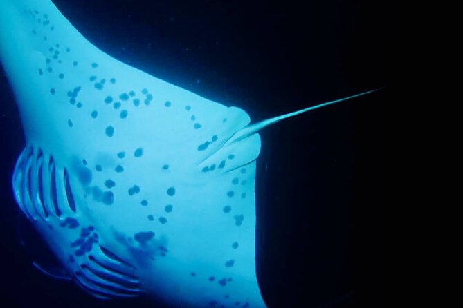 Glow of the Deep: Night Snorkeling with Manta Rays - Cold water, motion sickness, and the return ride