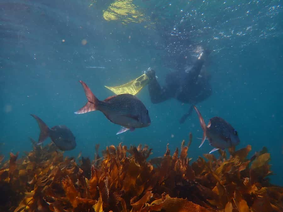 Goat Island Guided Snorkeling Tour for Beginners - Fish, kelp, and the marine reserve