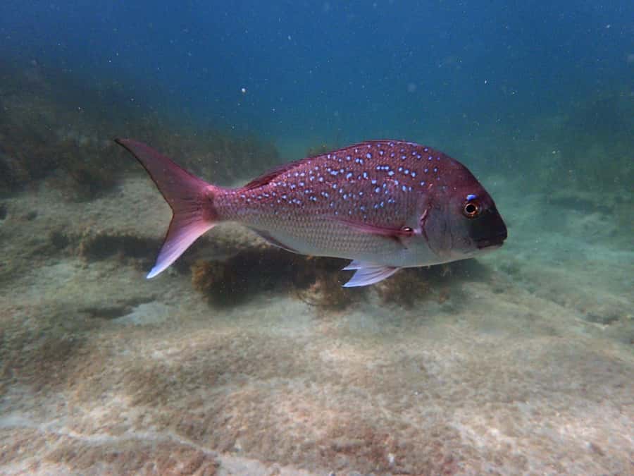 Goat Island Guided Snorkeling Tour for Beginners - The one drawback: group pace and confidence levels