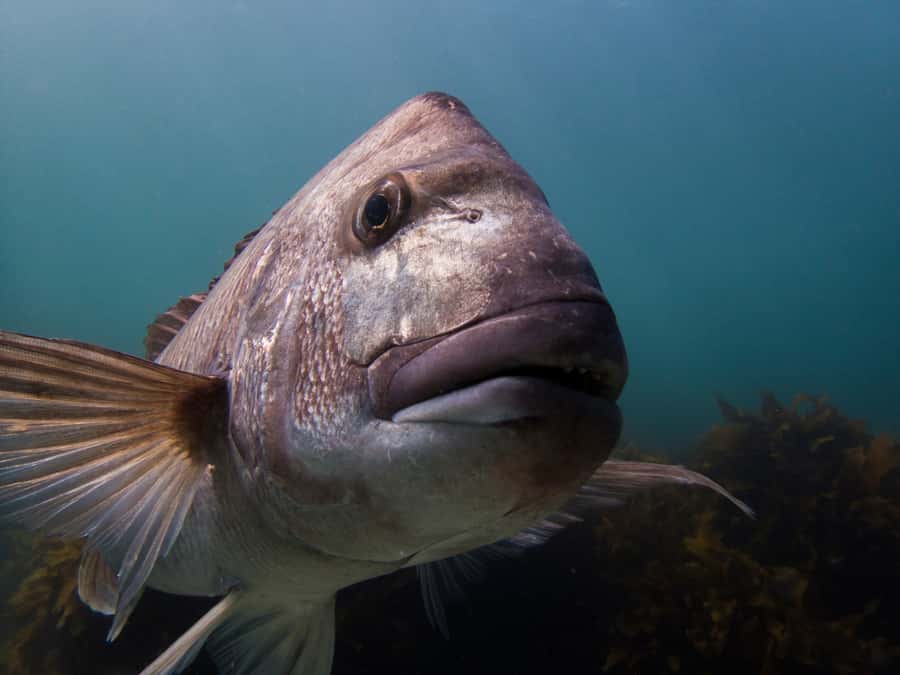 Goat Island Guided Snorkeling Tour for Beginners - Who should book this Goat Island experience?