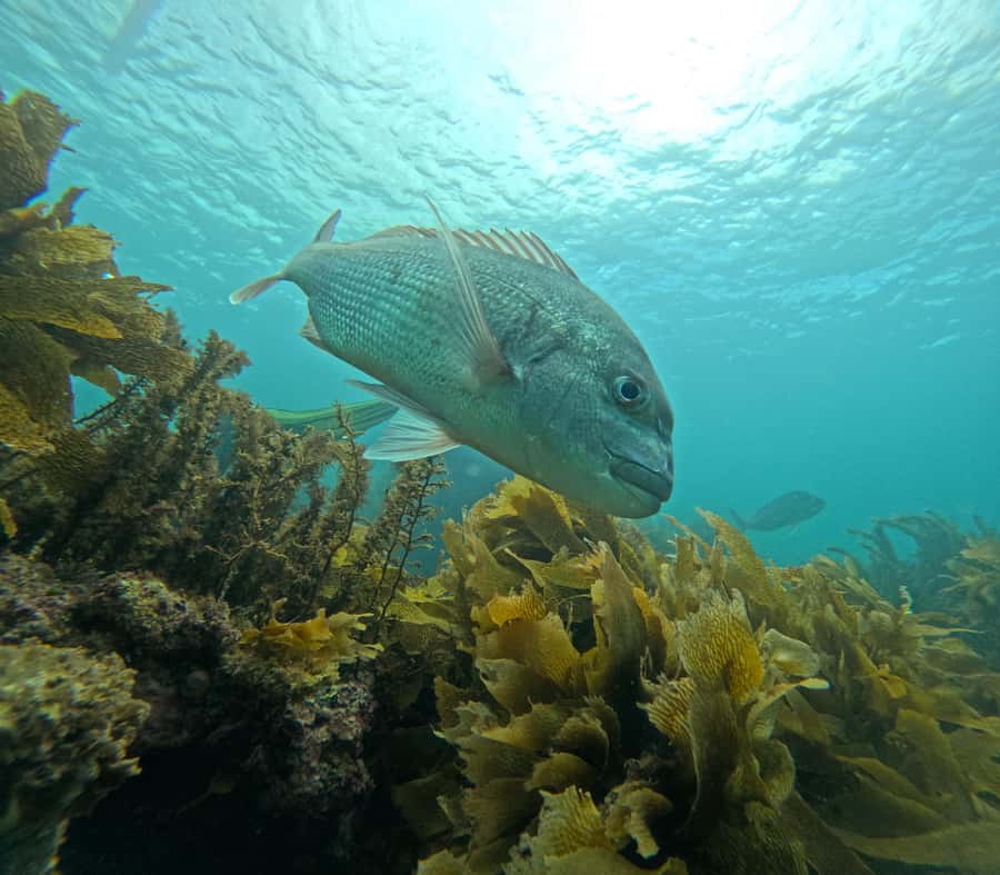 Goat Island Guided Snorkeling Tour for Beginners - Booking, cancellation, and practical value