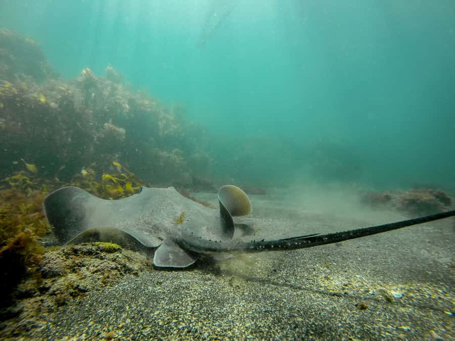 Goat Island Guided Snorkeling Tour for Beginners - Should you book it?