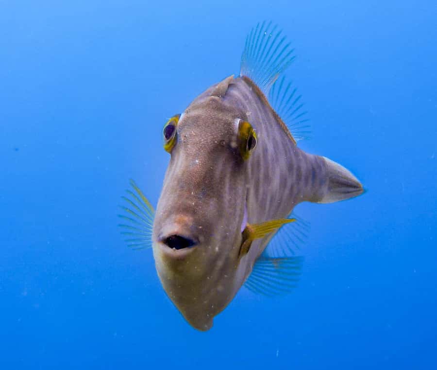 Goat Island Guided Snorkeling Tour for Beginners - From the center to the marine reserve