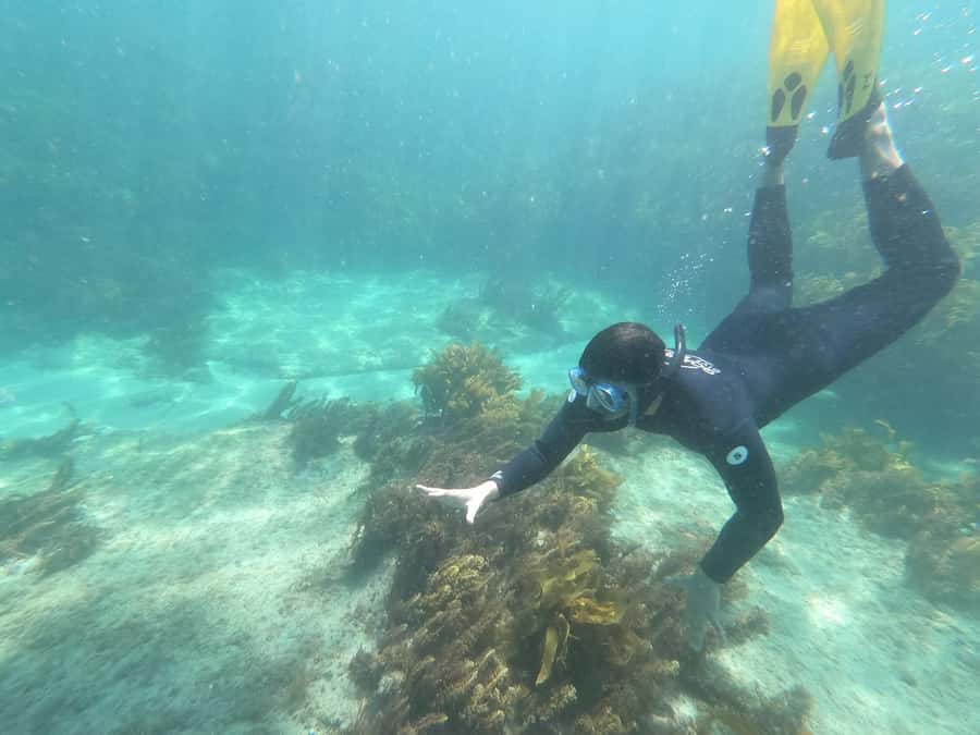 Goat Island Guided Snorkelling Tour For Advanced - Key points to know before booking