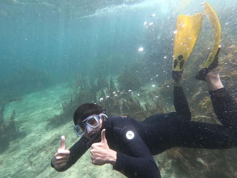 Goat Island Guided Snorkelling Tour For Advanced - What the Goat Island advanced snorkelling tour is really about