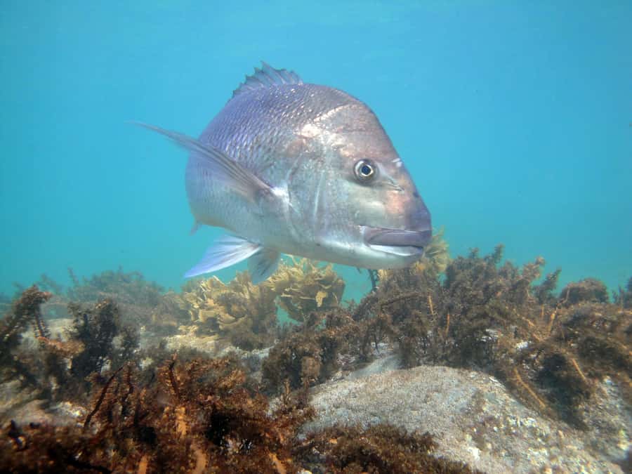 Goat Island Guided Snorkelling Tour For Advanced - Starting in shallow water