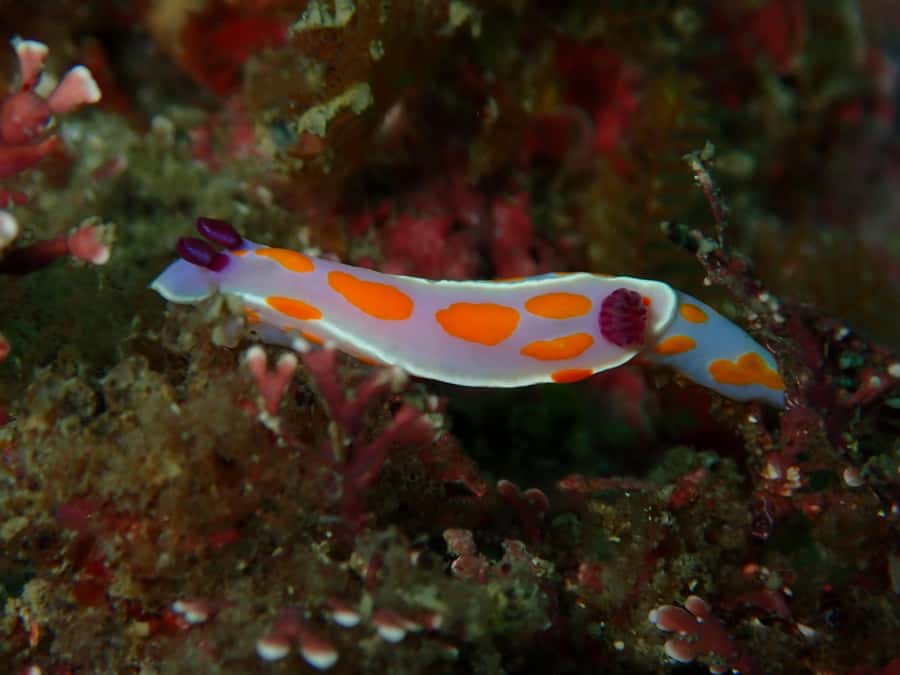 Goat Island Guided Snorkelling Tour For Advanced - Learning to duck-dive and equalize