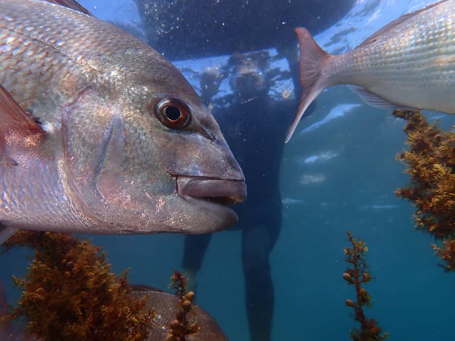 Goat Island Guided Snorkelling Tour For Advanced - Exploring farther around Goat Island